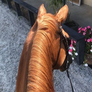 Meet your Posher, Ali